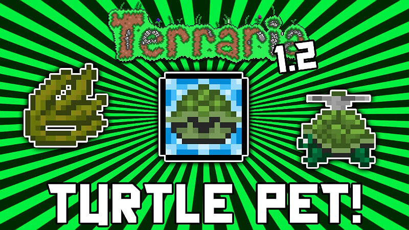 Turtle Pet